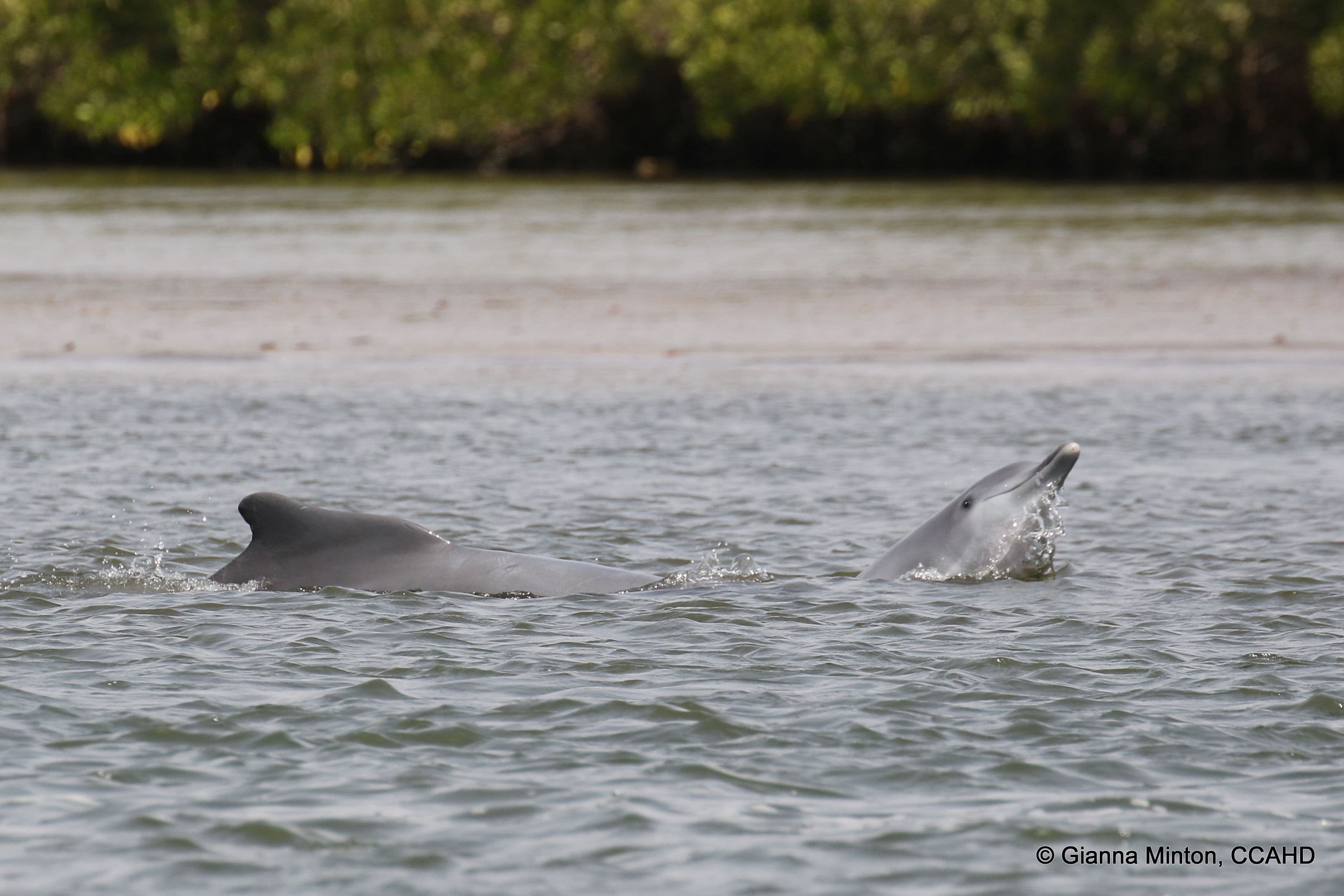dolphin Atlantic humpback