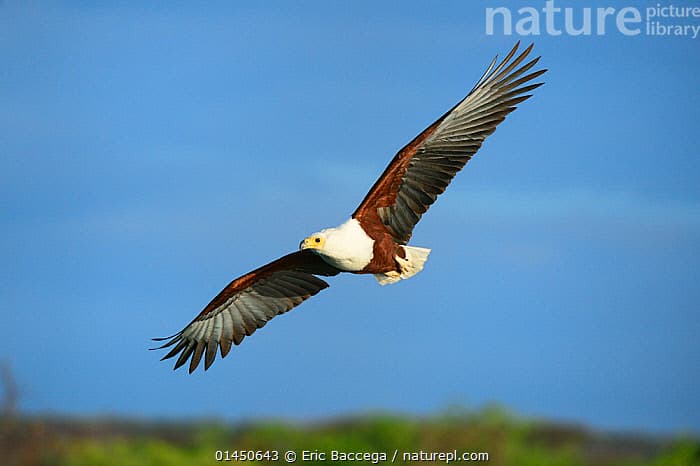 African Fish Eagle (Mohrale tour and travel)