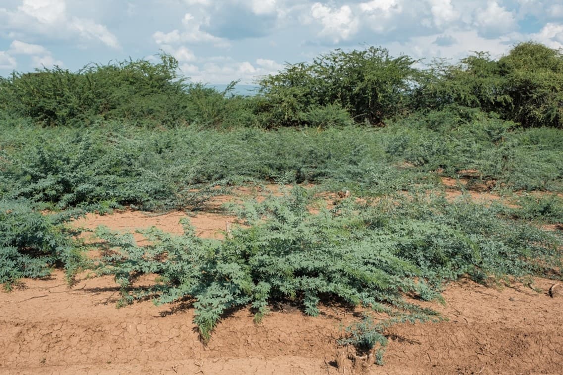 prosopis-juliflora (Axel Fassio/CIFOR-ICRAF)
