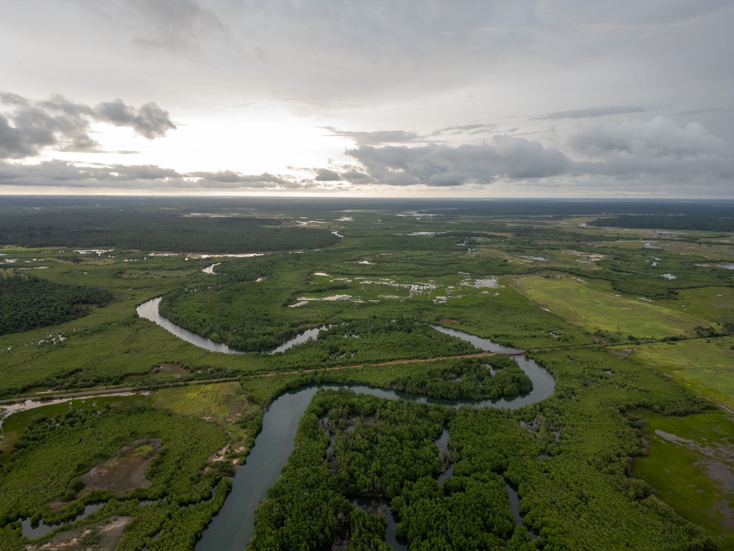 aerial mangrove compressed