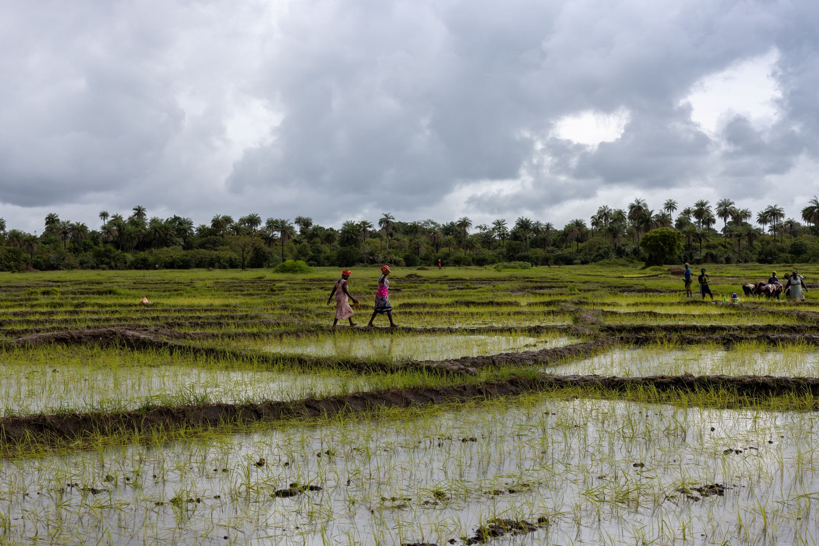 rice field compressed